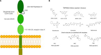 Computational Identification of a Putative Allosteric Binding Pocket in TMPRSS2